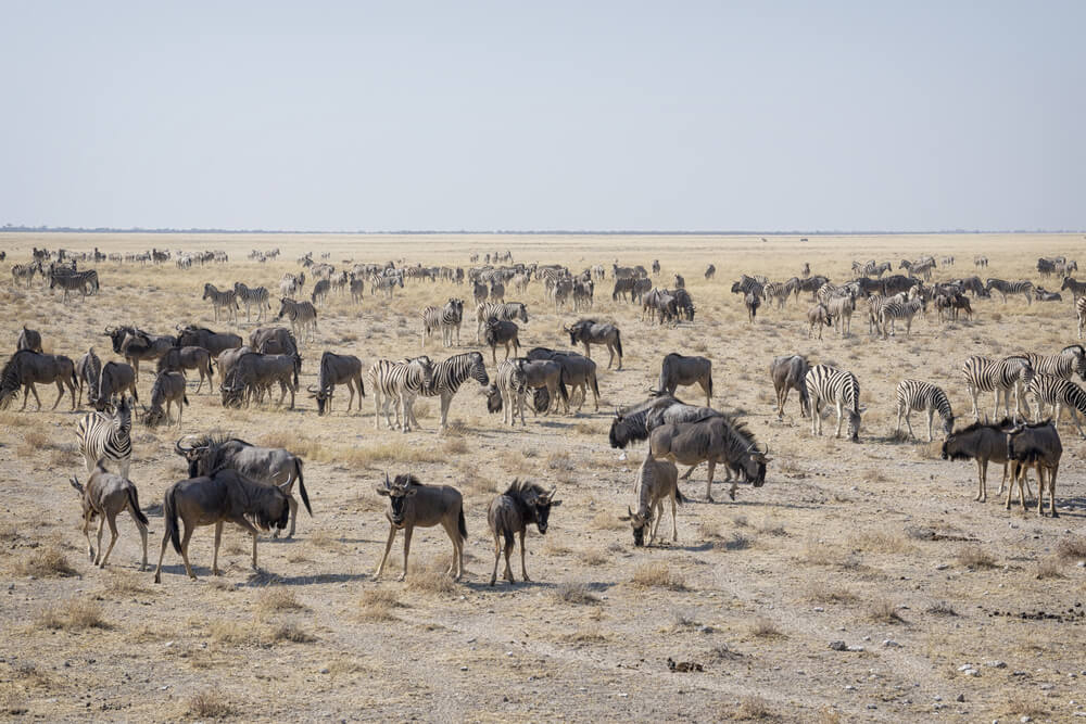 עדרי בעלי חיים באפריקה. צילום: COLOMBO NICOLA/Shutterstock