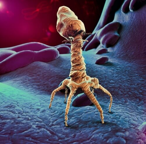 Bacteriophage - illustration: shutterstock