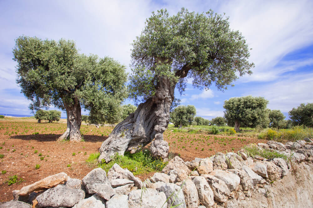 A landscape of olive trees in Italy. Photo: Kite_rin/Shutterstock