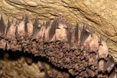 עטלפים במערה. צילום: All-stock-photos/Shutterstock
