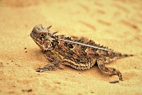 Texas lizard. Photo: Seth LaGrange / Shutterstock