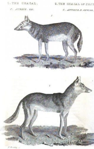 An illustration from 1827 that compares the two sexes