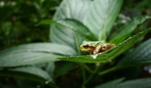 tree frog Photo: philHendley, Flickr