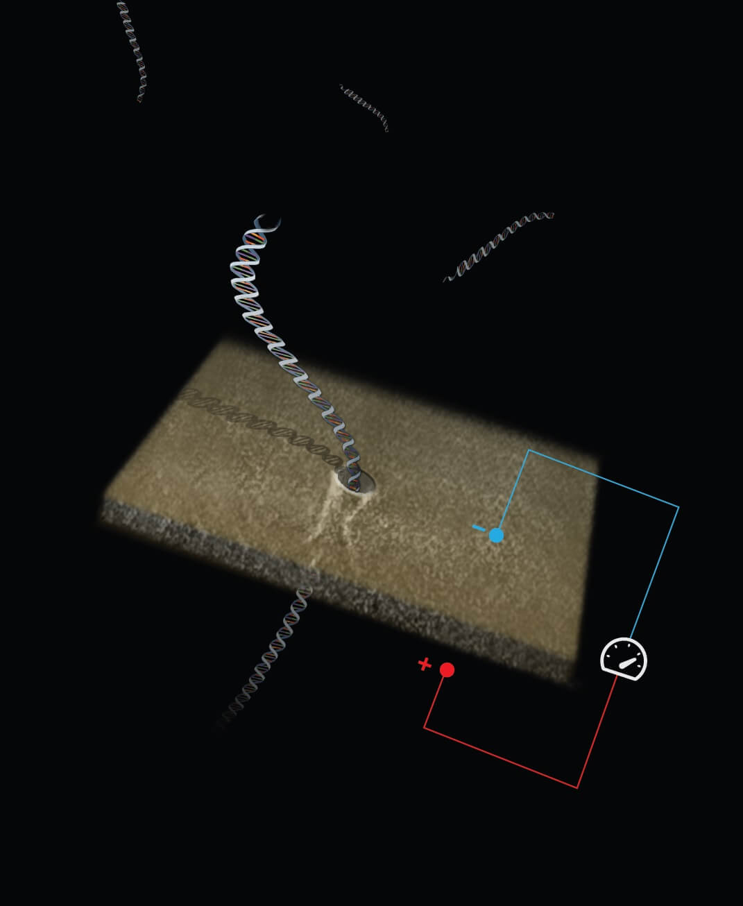 אילוסטרציה של DNA המועבר דרך חריר ננו-מטרי. באדיבות פרופ' עמית מלר, הטכניון