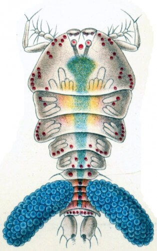 ספיר הים. איור: אמן איורי הטבע הגרמני אנרסט הקל, (1834-1919). מתוך ויקיפדיה