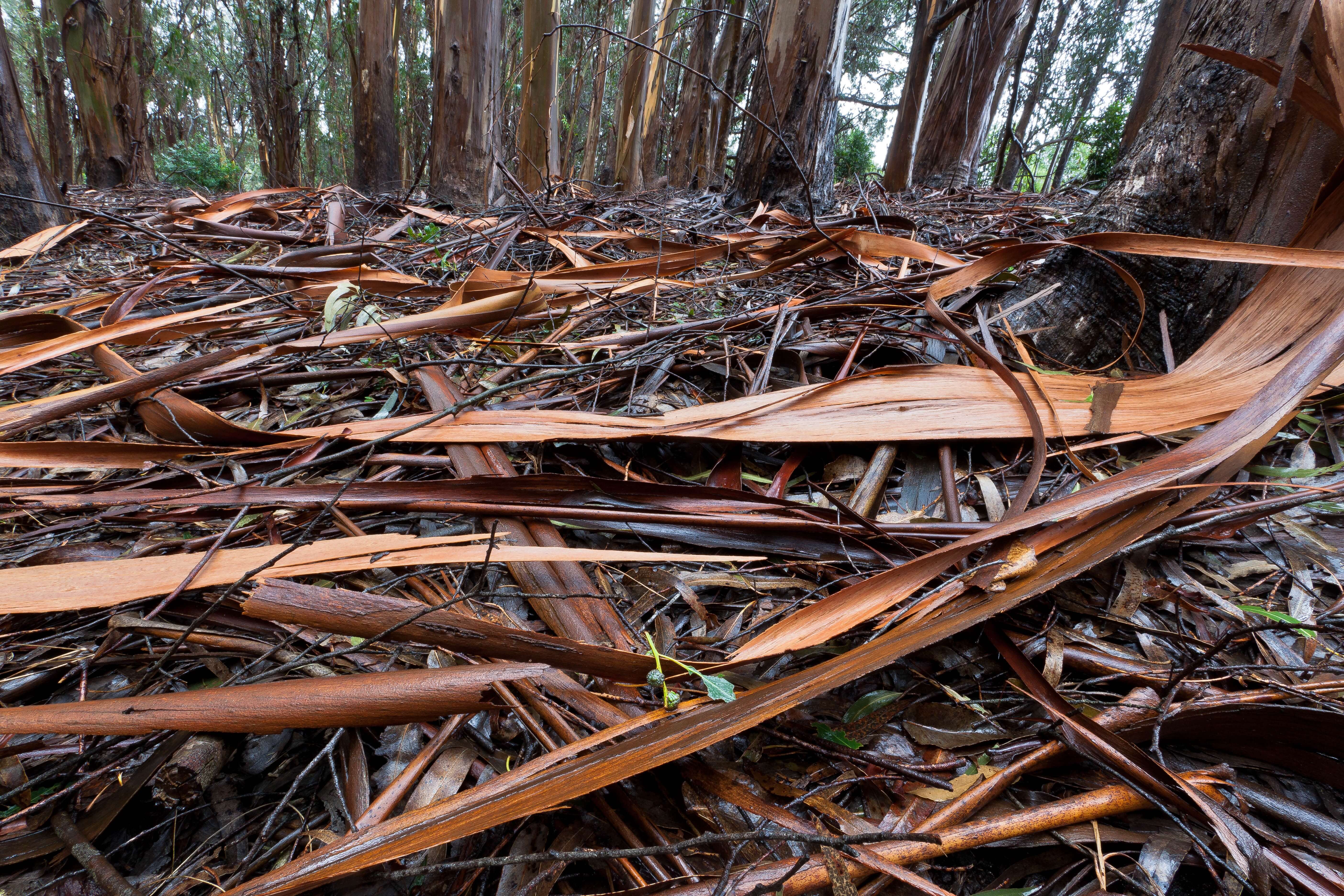 Eucalyptus grove. Photo: jar [o].flickr