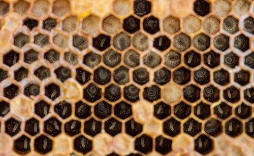 honeycomb. Photo: Vipin Baliga.flickr