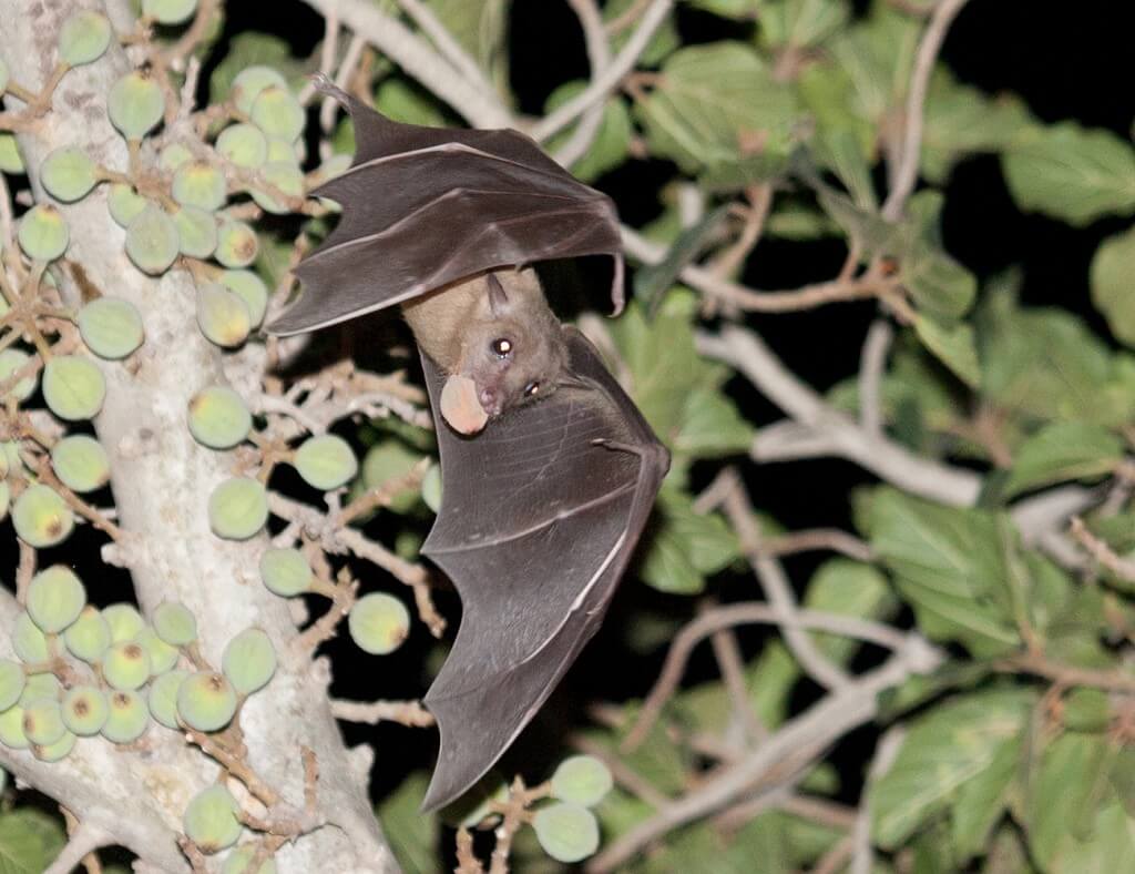 A common fruit bat eats a fig and thus spreads its seeds. Photo: Вых Пыхманн, Wikipedia