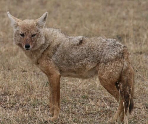 African golden wolf. Photo: Profberger, Wikipedia