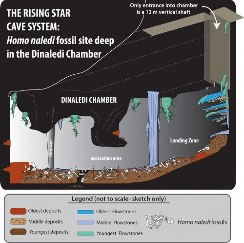 תרשים המסביר את מבנה המערה ואת בידודו של החדר בו נמצאו שרידי הגופות, בלי שיופרעו על ידי טורפים או אוכלי נבלות. איור: אוניברסיטת ויטס, דרום אפריקה