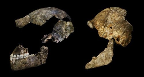 גולגלות של Homo naledi. צילום - רשיון cc John Hawks_Wits University