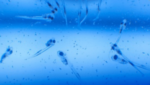 At the age of 11 days, bream larvae try to catch rotifers (single-celled creatures that appear as dots in the picture). Photo: Dr. Roy Holtzman