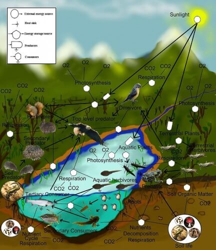 صورة mesocosem بواسطة Thompsma ، مرخصة بموجب cc 1.0