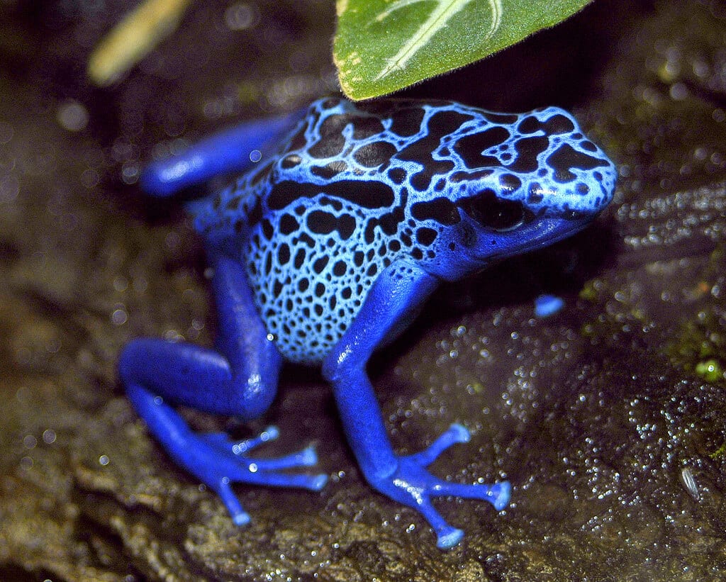 Bright blue poison dart frog. Photo: Valerie, Flickr