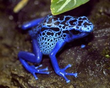 צפרדע חץ רעילה בצבע כחול בוהק. צילום: Valerie, Flickr