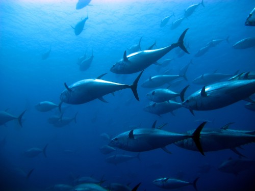 להקת דגי טונה כחולת סנפיר בים התיכון. צילום: shutterstock