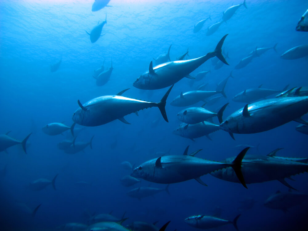 A school of bluefin tuna in the Mediterranean Sea. Photo: shutterstock
