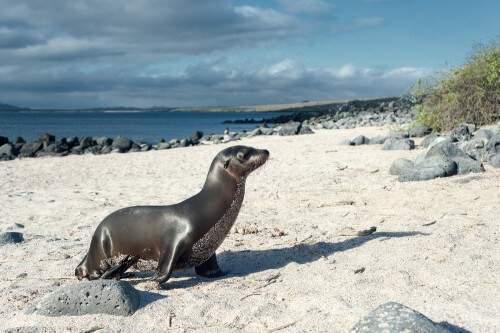 Sea lion colony. Its location was not specified. Photo: shutterstock