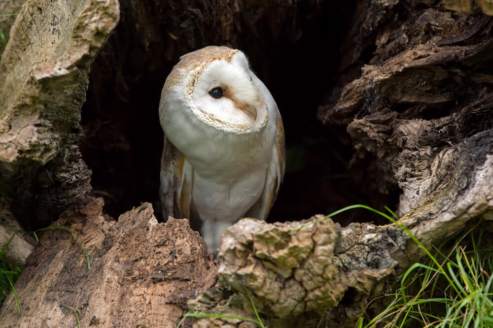 owl. Photo: shutterstock