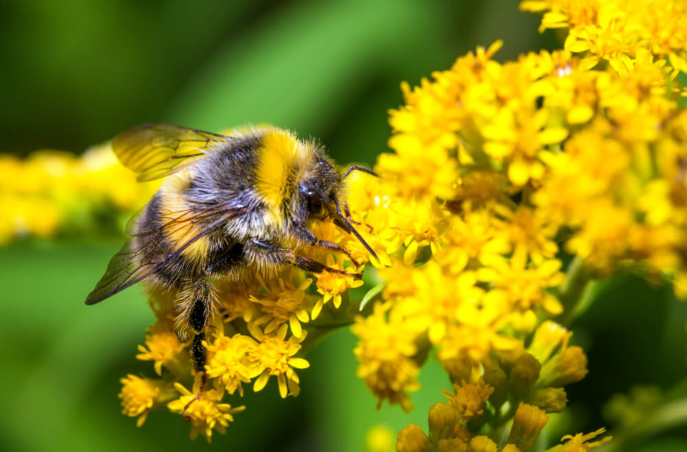 A bumble bee sucks nectar and in the process pollinates a flower. Photo: shutterstock