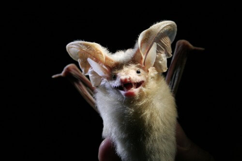 Odnan - a bat that eats scorpions. Photo: Charlotte Roemer, Wikipedia