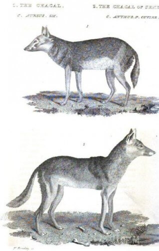 איור מ -1827 שמשווה בין שני המינים