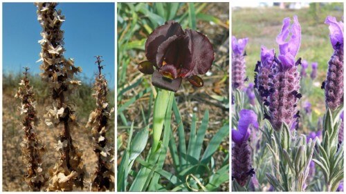 Great lavender, crimson iris, and aeron sedum. Return to Sdot Hasharon. Photographs: Reuven Karp, Wikipedia; Zach Evenor, Flickr; TeunSpaans, Wikipedia