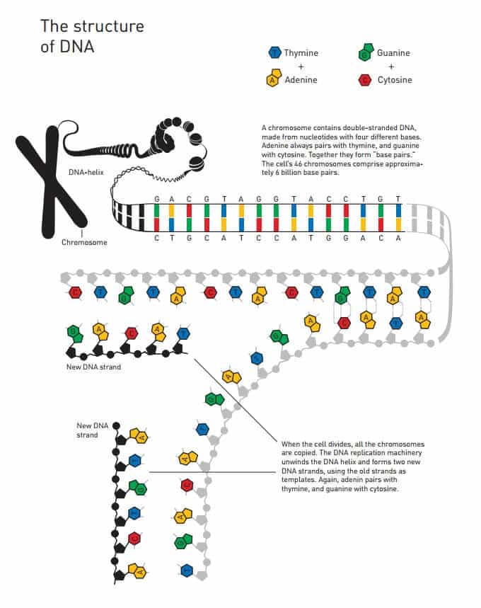 Cutting and repairing a damaged base. Illustration: Nobel Prize website