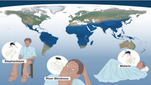 מפתחי תרופות כנגד מלריה, עיוורון הנהרות ומחלת הפיל זכו בפרס נובל לרפואה לשנת 2015. איור: אתר פרס נובל