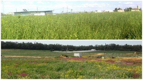 Margin of a field in Moshav Ein Sharid. Before the restoration: full of sand dunes, an invasive species. After: Blooming mini bar. Photography: Aviv Avisher