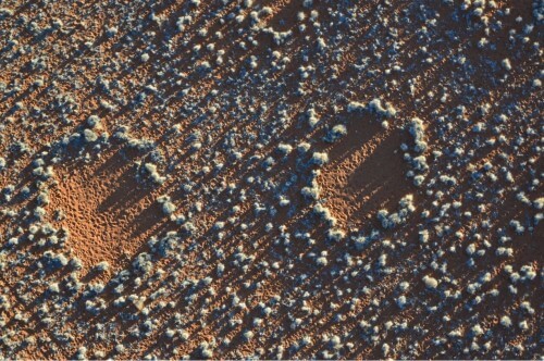 Fairy circles in Namibia. Courtesy of Ben Gurion University