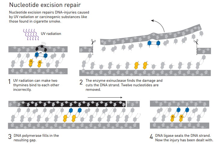 The process of repair through nucleotide excision that earned its discoverers the Nobel Prize in Chemistry for 2015. From the Nobel Prize website