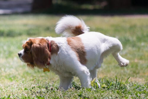 A dog is peeing. Photo: shutterstock