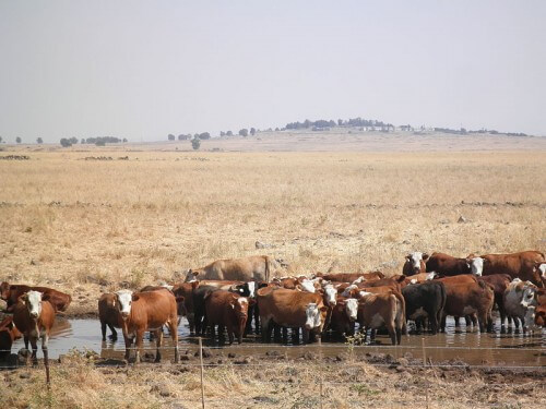 Visit the Golan Heights. Pastures provide essential services such as meat and milk supply, climate monitoring and water purification and have a role in maintaining open landscapes and biodiversity. Photo: Dan Barbarian