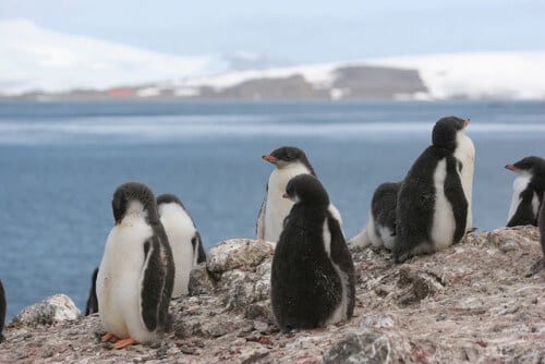أزواج البطريق في القارة القطبية الجنوبية. الصورة: تاك، فليكر