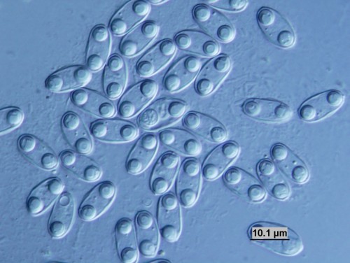 Myxozoa - طفيل يعيش في الزعانف وتبين أنه نشأ من قنديل البحر الذي تسبب التطور في تدهوره. الصورة: جامعة JCU، جمهورية التشيك