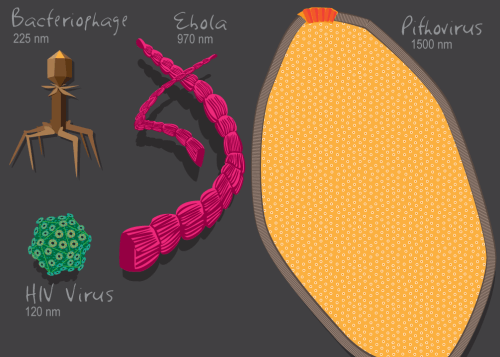 The variety of physical features, the size of the genomes and the lifestyles of viruses all make their classification difficult. New research uses protein folding as evidence that viruses are living creatures that belong in their own branch of the branch of life. [Courtesy of Julie McMahon]