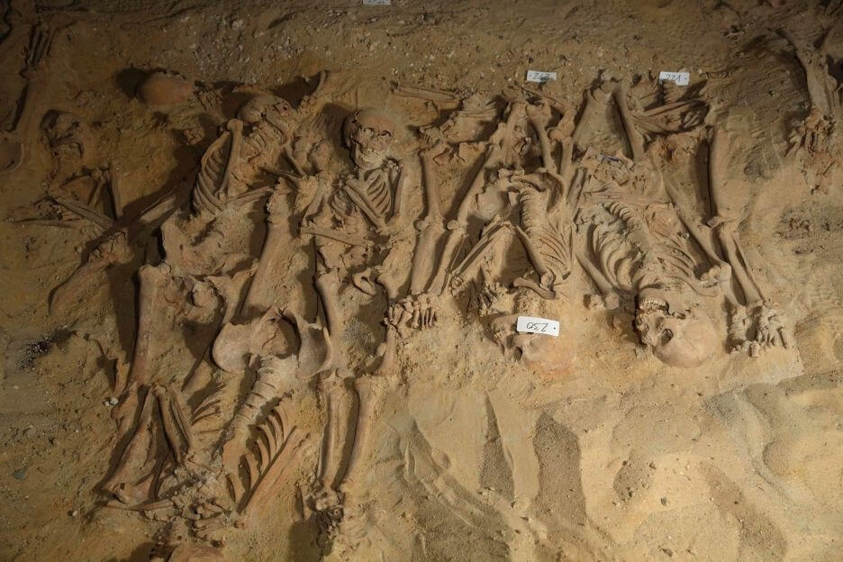 Prehistoric skeletons from Europe.