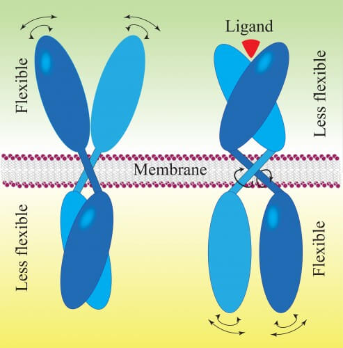 In the framework of the 'rotational model', a ligand that binds to the extracellular part of the receptor causes the internal part of the receptor to rotate within the cell membrane, thus essentially regulating the activity inside the cell. In the process, the structural flexibility of the receptors also changes. [Courtesy of Okinawa Institute of Science and Technology, OIST]