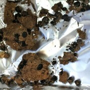 . זרעי הפול המבויתים הקדומים ביותר המוכרים בעולם שנמצאו באחיהוד. צילום: קובי ורדי, באדיבות רשות העתיקות