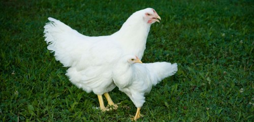 גישת זיווג סלקטיבית באוכלוסית תרנגולות שהחל בשנת 1957 הוביל להבדלים של פי 10 בגודל בין תרנגולות. צילום Credit: Virginia Tech/ John McCormick