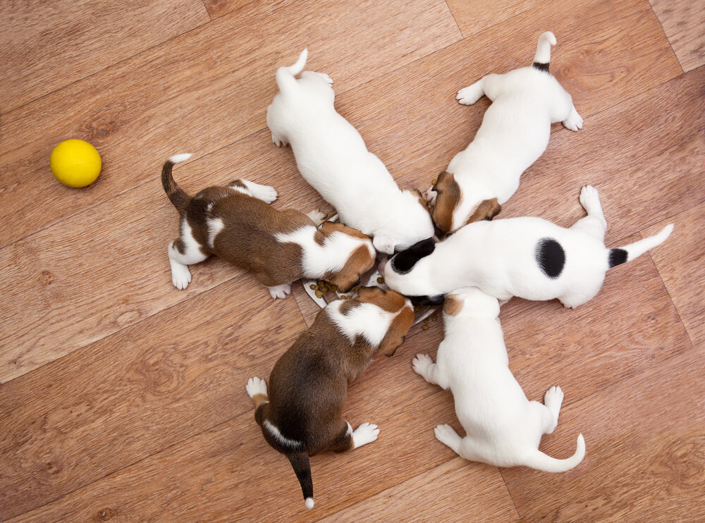 שישה גורי כלבים בני חודשיים אוכלים ביחד מקערה. צילום: shutterstock