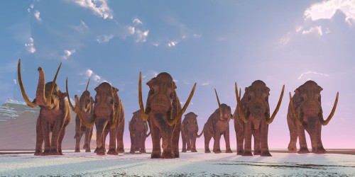 A herd of mammoths. Illustration: shutterstock