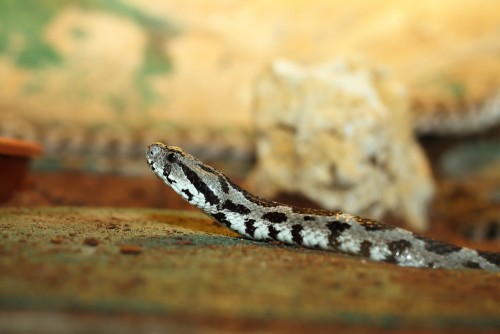 Israeli viper. Photo: shutterstock