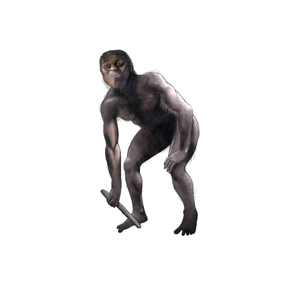 Imaging of Australopithecus. Illustration: shutterstock