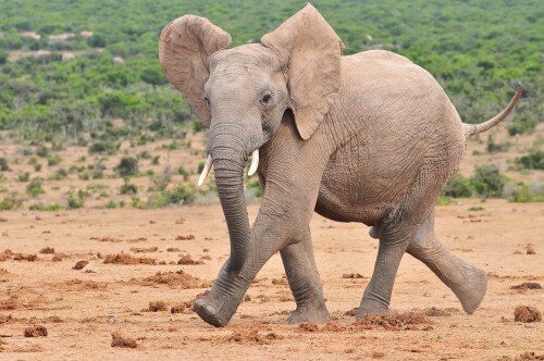 African elephant during a run. Photo: shutterstock