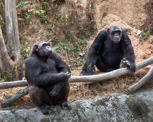 שני שימפנזים מצויים בגן חיות. צילום: shutterstock