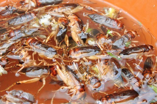 A bowl of boiled crickets. Photo: shutterstock