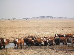 בקר ברמת הגולן. שטחי מרעה מספקים שירותים חיוניים כגון אספקת בשר וחלב, ניטור אקלים וטיהור מים ובעלי תפקיד לשמירה על נופים פתוחים ומגוון ביולוגי. צילום: דן ברבריאן
