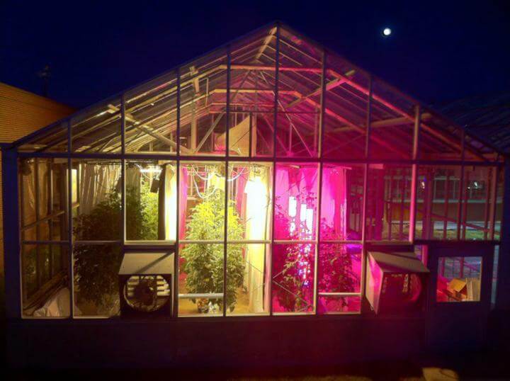 A greenhouse where tomatoes are grown under normal lighting and LED lighting. [Courtesy of Michael Dzakovich]